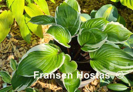 Hosta Sorbet